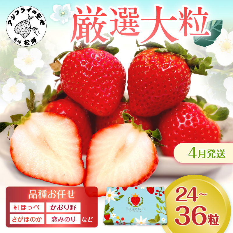 厳選大粒　こだわり苺 品種お任せ12～18粒×2パック(4月発送)(いちご 苺 イチゴ 大粒 紅ほっぺ かおり野 さがほのか 恋みのり 果物 フルーツ )【B6-045】