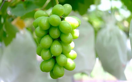 シャインマスカット ご自宅用 2kg 令和7年度 自家用 新潟県 三条市産 ぶどう [渡辺果樹園] 【027S040】