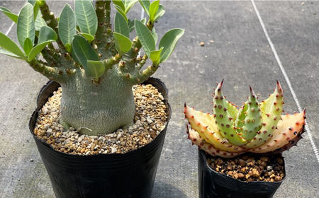 アデニウム アラビカム ＆ アロエ マルロシー 各1株 Adenium arabicum ＆ Aloe marlothii 長与町/アグリューム[EAI211] 