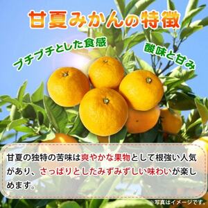 【ご家庭用訳あり】紀州有田産　すっきり爽やか　甘夏みかん　8kg【配送不可地域：離島】【1603672】
