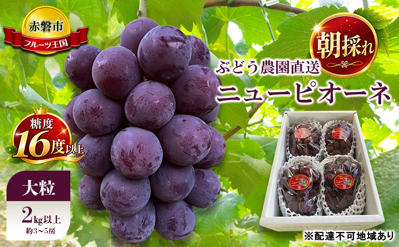 ぶどう 2027年 先行予約 ぶどう農園直送 朝採れ ニューピオーネ 大粒 2kg以上(約3～5房) 糖度16度以上 ブドウ 葡萄 岡山県 赤磐市産 フルーツ 果物 ギフト