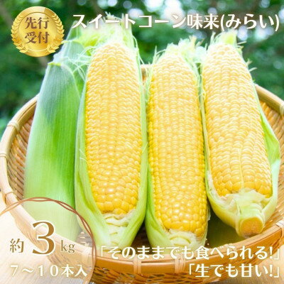 【ふるさと納税】【先行予約2025年】とうもろこし味来(みらい　約3.0kg)　数量限定【配送不可地域：離島】【1451274】