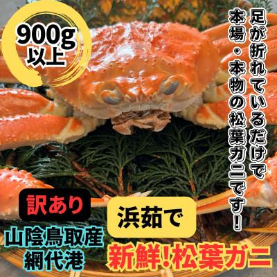 ふるさと納税 岩美町 鳥取網代港【訳あり】浜茹で!極上松葉ガニ1枚(900g以上)【さかなや新鮮組】