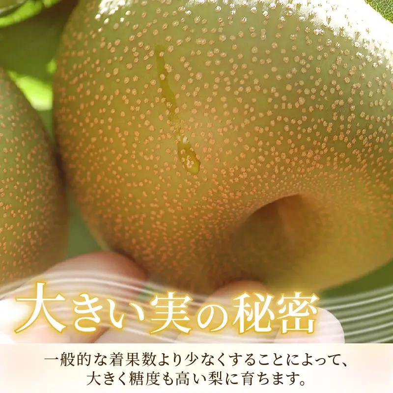 【先行予約】《数量限定》豊水梨 特選 5～6玉入 約3kg もぎたて 新鮮 ／ 期間限定 果物 フルーツ 農家直送 お取り寄せ 豊水 梨 なし 福井県 あわら市 ※2026年9月上旬より順次発送予定 