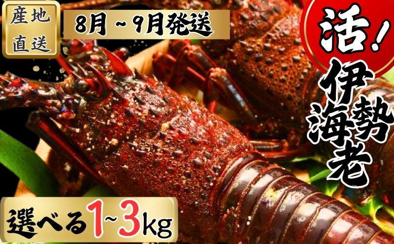 
            【8月上旬～9月下旬発送】 【漁師直送／生】 選べる 伊勢海老 （１kg～3kg） 銚子港 水揚げ  魚介 海鮮 伊勢海老 伊勢エビ いせえび 海老 エビ 刺身 ボイル バーベキュー お祝い 高級 人気 新鮮 贈答 ギフト お取り寄せ グルメ 産地直送 濃厚 身 送料無料 ふるさと納税 千葉県銚子市 仲野水産 						
				
          