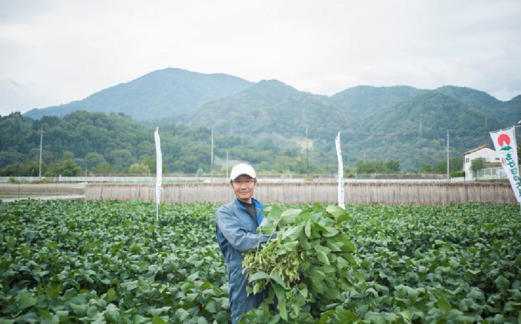 あけぼの大豆枝豆摘み取り体験チケット