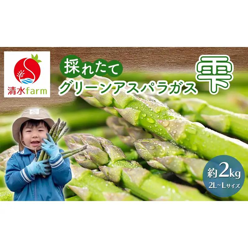 【2027年4月～発送】富良野産 採れたて直送! グリーンアスパラ 「雫」2L～Lサイズ【約2kg】 (清水farm) アスパラ アスパラガス 野菜 新鮮 季節限定 北海道 富良野 ふらの
