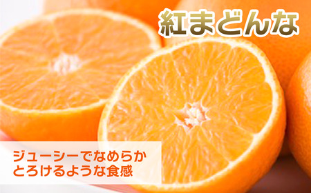 【先行予約】紅まどんな（JA東予園芸）青秀_8～12個入_4L～2Lサイズ（約3kg）　2025年11月下旬～12月下旬発送｜ 紅まどんな 愛媛産紅まどんな 高級かんきつ紅まどんな 人気紅まどんな 紅
