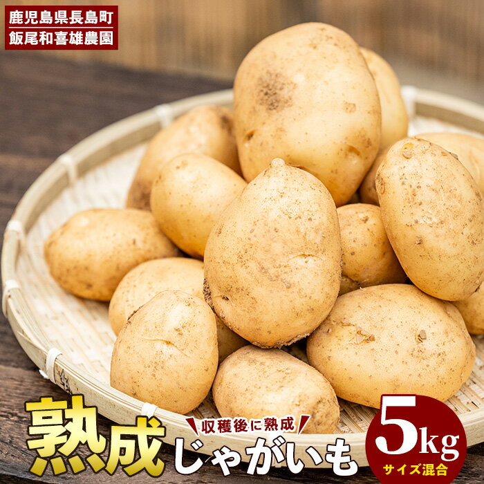 【ふるさと納税】和喜雄さんといつみさんの熟成じゃがいも(計5kg)国産 鹿児島県産 長島 じゃがいも ジャガイモ 芋 春 野菜 旬 赤土【飯尾和喜雄農園】iio-1015
