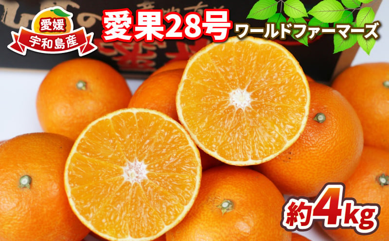 
                  【12/1~12/20発送予定】 愛果28号 4kg ワールドファーマーズ 先行予約 愛媛蜜柑 愛媛ミカン 愛媛みかん 高級みかん  高級 ブランド 限定 品種 プルプル 甘い みかん mikan 果物 くだもの フルーツ 柑橘 あいか 濃厚 甘味 蜜柑 産地直送 数量限定 国産 愛媛 宇和島 B015-024004
                