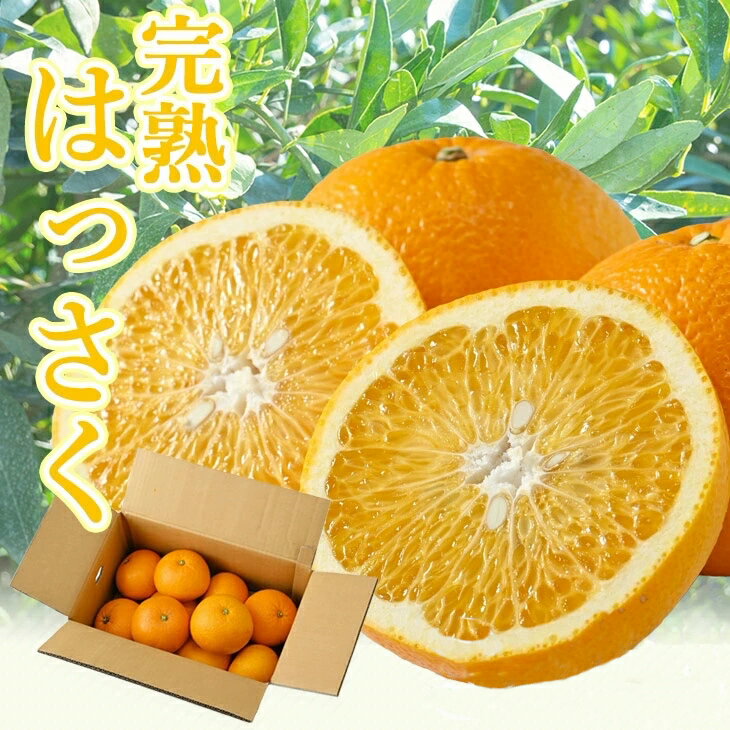 【ふるさと納税】 タカじいの 完熟 さつき はっさく / 八朔 家庭用 訳あり 特大サイズ 和歌山 有田 柑橘 5kg 10kg ※4月上旬〜4月下旬に順次発送 //hassaku