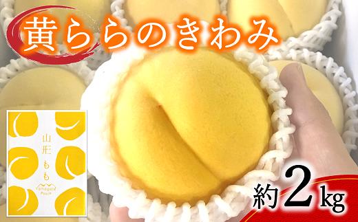 【令和9年産先行予約】 黄桃 「黄ららのきわみ」 約2kg （6～9玉 秀） 《令和9年9月中旬～発送》 『南陽中央青果市場』 桃 もも 果物 フルーツ デザート 山形県 南陽市 [1044-R9]