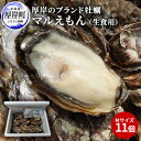 【ふるさと納税】牡蠣 厚岸のブランド牡蠣 マルえもん Mサイズ 11個 生食用　 魚貝類 海鮮 海のミルク 国産 生食用殻付き牡蠣 まろやか クリーミー 食べやすい品種 海の香り 牡蠣の酒蒸し 焼き牡蠣