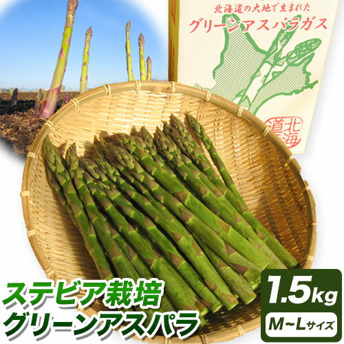 【ふるさと納税】ステビア栽培グリーンアスパラ 1.5kg 高橋幸治《5月下旬-6月中旬頃出荷》北海道 当別町 野菜 やさい アスパラガス アスパラ グリーンアスパラ 極太 北海道産 季節限定 旬 春 当別 美味しい ヘルシー とれたて