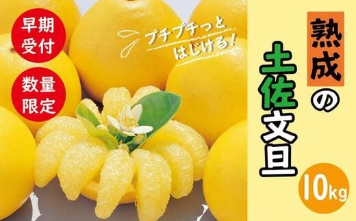 24-600．【早期受付・数量限定】熟成の土佐文旦10kg【家庭用】【2025年2月下旬より発送】