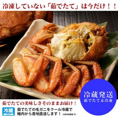 ふるさと納税 稚内市 【2026年新物】今だけ!稚内産海明け毛ガニ 浜ゆでチルド発送 800g前後【2月下旬以降発送】 |  | 01