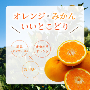 はれひめ 約3kg 【2026年12月下旬頃から順次発送】 | 晴姫 ハレヒメ 柑橘 はれひめ 蜜柑 ミカン mikan フルーツ 果物 みかん くだもの デザート 産地直送 数量限定 国産 送料無料
