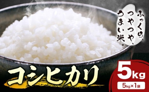 米 白米 コシヒカリ 5kg 令和7年産 都呂々みかん生産者グループ《30日以内に出荷予定(土日祝除く)》 熊本県 苓北町 米 こめ コメ 熊本県産 こしひかり