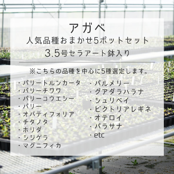多肉植物 インテリア アガベ 人気品種おまかせ5ポットセット 3.5号黒鉢 人気 観葉植物 グリーン リラックス 初心者でも育てやすい 伊予市｜C01