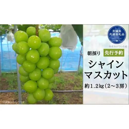 【2026年先行予約】有機肥料栽培 大粒 シャインマスカット 計1.2kg 朝どり 産地直送（茨城県共通返礼品・かすみがうら市） ／ ぶどう 葡萄 ブドウ シャインマスカット 先行予約 予約 1.2k