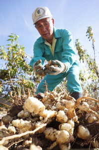 ごしょ芋 ぎょうざ 4パックセット（48個）ごしょ芋 菊芋 ギョウザ 餃子 4パック 冷凍 NPOくちない 特定非営利活動法人くちない 岩手県 北上市 B0367