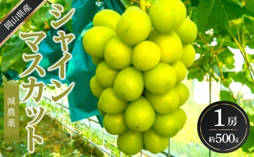 ぶどう 2026年  シャイン マスカット 1房 約500g  減農薬 ハウス栽培 ブドウ 葡萄  岡山県産 国産 フルーツ 果物 ギフト  ばんの農園