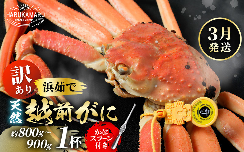 
                  【先行予約】【訳あり】≪浜茹で≫ 天然 越前がに 約800g～900g × 1杯【2027年3月上旬以降順次発送予定】かにスプーン付き  はるか丸厳選！【足折れ】【冷蔵 本場の味 ボイル 越前ガニ 蟹 茹で ずわいがに ズワイガニ 福井 日本海】[m36-x004_03]
                