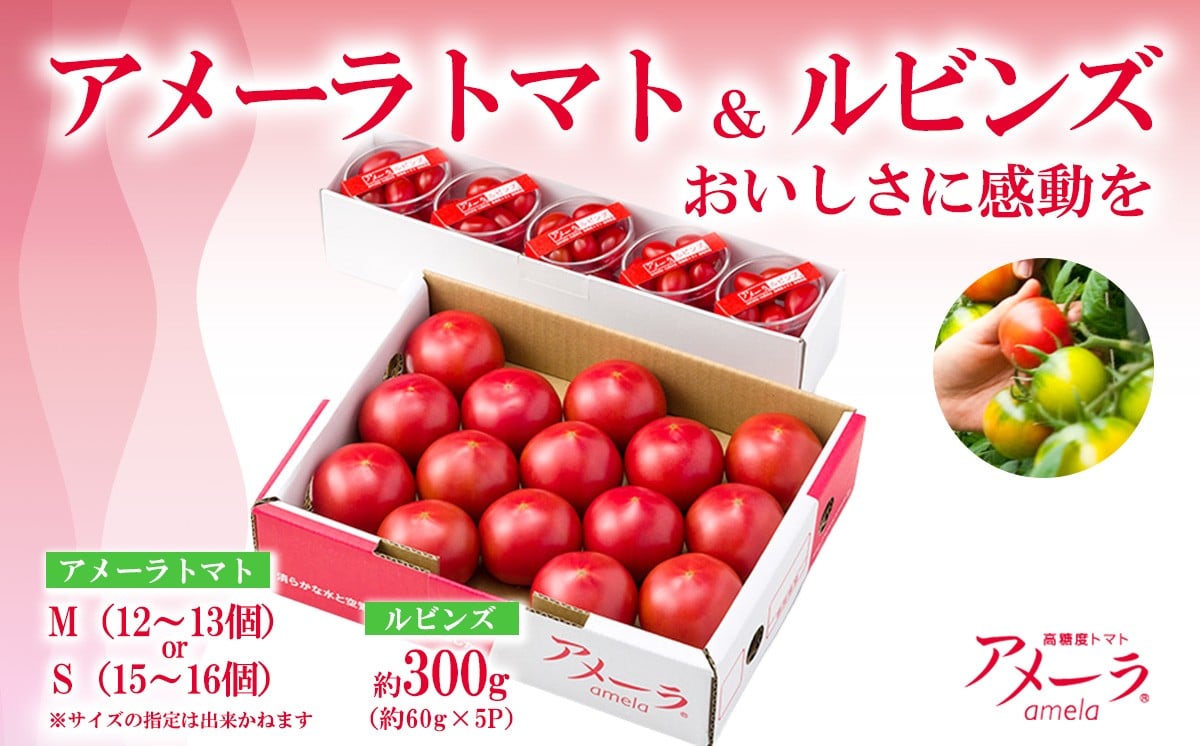 
                  アメーラトマト ＆ アメーラルビンズ 5P │ トマト とまと 野菜 高糖度 アメーラ ミニトマト プチトマト フルーツトマト 静岡県 小山町
                