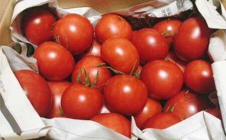 定期便3回【訳あり】高知県佐川町産 トマト 約2.3kg 織田トマト 高知 サイズ 違い 混合 キズあり 大小 まるっとトマト