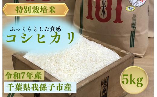 千葉県　我孫子市産　精米　コシヒカリ　5ｋｇ