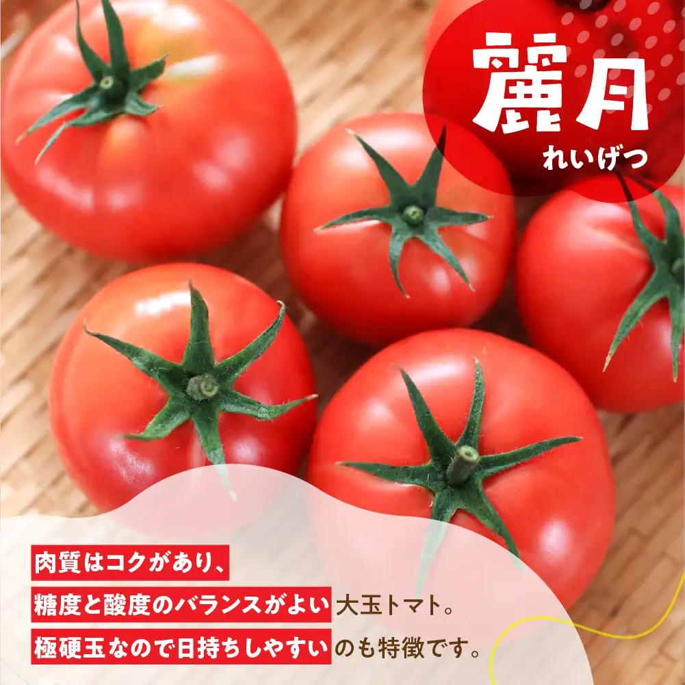 【期間限定】 飛騨トマト 麗月大玉 20玉 トマト【27-1】