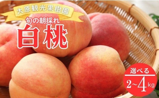 
            【2026年先行予約】［大原観光果樹園］岡山県産 旬の朝採れ白桃 1箱  「1箱（約2kg 6玉）」or「1箱（約3kg 8玉）」or「1箱（約4kg 12～13玉）」
          