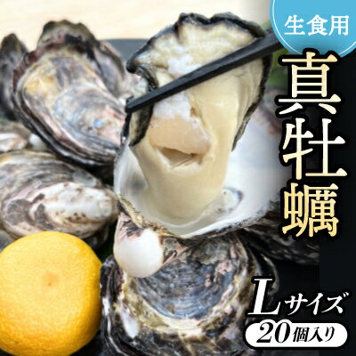 【ふるさと納税】《Lサイズ20個入り:約61～80g/個》生食用真牡蠣　深日オイスターファーム直送　専用ナイフ付き【配送不可地域：離島・北海道・沖縄県】【1603254】