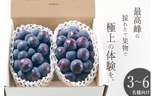 甲州市産 種無し大粒ピオーネ2房入り 約1.1kg 自然農法【2025年発送】（BNC）C5-450 【ピオーネ ぶどう 葡萄 ブドウ 種なし 令和7年発送 期間限定 山梨県産 甲州市 フルーツ 果物】