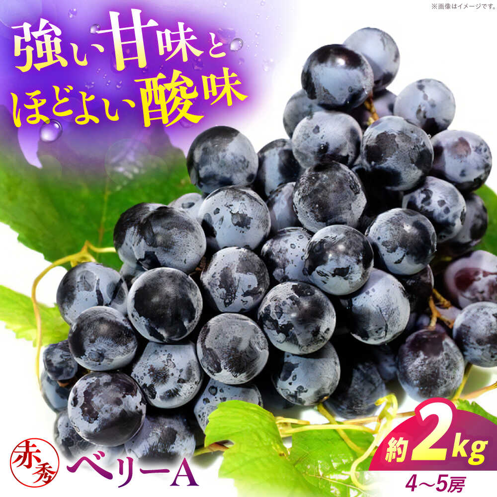 【ふるさと納税】ぶどう【2026年先行予約】＜9月上旬から順次発送＞ ベリーA 2kg（4から5房） 赤秀 露地栽培 ベリーA ぶどう 葡萄 ブドウ フルーツ 果物 くだもの 人気 おすすめ ギフト 12000円 三次市/西田ぶどう園[APCM011]