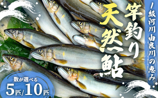 
                  【2026年夏発送】天然鮎 竿釣り 選べる 5匹/10匹 （17～23cm） 【 冷蔵 由良川の竿釣り 由良川漁協 あゆ 鮎 新鮮 魚 さかな 直送 綾部 京都 魚介 川魚 塩焼き 生あゆ 】
                
