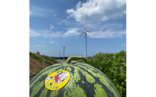 1117.鳥取県産 大玉スイカ 1玉 7-9キロ前後2L-3Lサイズ（こちらの返礼品は、大栄西瓜ではありません）