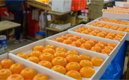 【2026年6月中旬〜発送】ハウス みかん 約2kg / みかん ミカン 蜜柑 果物 フルーツ 贈答用 化粧箱 / 南島原市 / 島原雲仙農業協同組合  東南部基幹センター [SAC003]