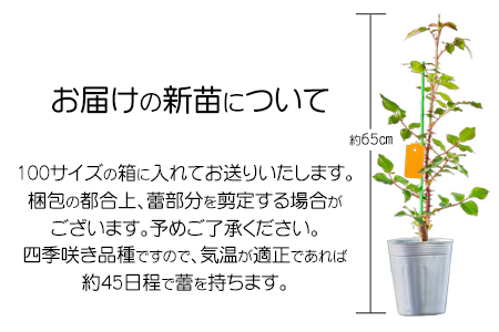花巻温泉バラ園 オリジナル品種「ミラクルローズ90」　新苗　<2025年6月より随時発送> 【1999】