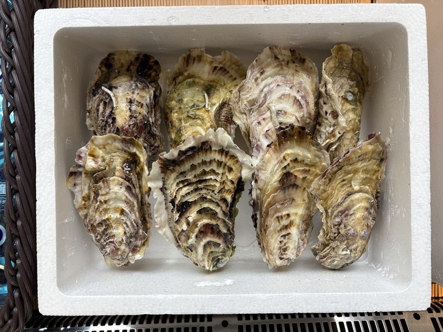 ３～４年物の立派な三陸の牡蠣
