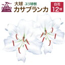 【ふるさと納税】【2024年10月上旬発送開始】ユリ球根 大球カサブランカ 12球 白花品種 花 フラワー 園芸 ガーデニング 植物 高品質 送料無料