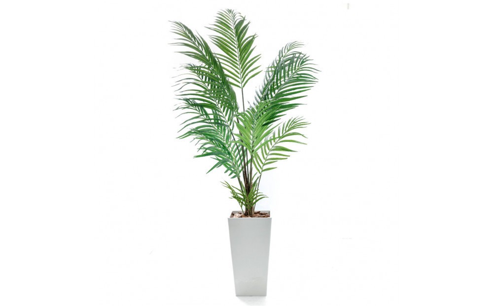 
                  人工観葉植物 アレカパーム175cm 樹脂鉢Lサイズ白 SC触媒加工済
                