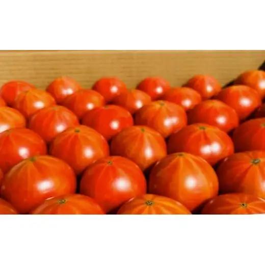 【先行予約】 【甘みがジュワ～っ！】瀬戸内のフルーツトマト 3kg 糖度8度以上 【 2027年4月中旬発送開始 】 大崎上島 越田農園