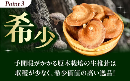 原木生椎茸 約1kg（8個〜10個）入り＜2025年1月～2月発送＞高槻市産 数量限定 期間限定　大阪府高槻市/高槻あぐり[AOCS001] [AOCS001]