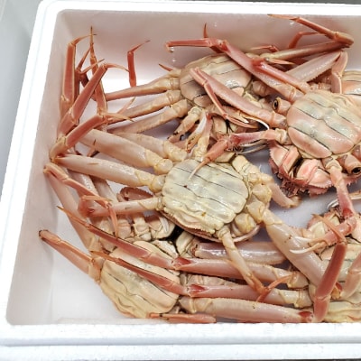 松葉ガニの本場　訳あり・生セコガニ(冷蔵)中サイズ　5枚　兵庫県新温泉町　ご家庭で茹でてアツアツを【配送不可地域：離島・北海道・沖縄県・東北】