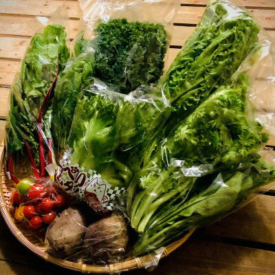 【ふるさと納税】野菜ソムリエ推奨!サラダを美味しく味わう人気のドレッシング2種と採れたて新鮮なサラダ野菜10品セット【配送不可地域：離島】【1630191】