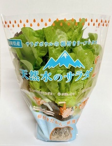 根付きリーフレタス 天然水のサラダ レタス