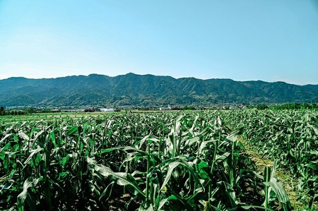 【2026年6月より順次発送】とうもろこし【ドルチェドリーム、ホワイトショコラ、プレミアム味来】ランダム2種詰合せ3.5Kgセット_とうもろこし 2種 詰合せ 計 3.5kg ドルチェドリーム ホワイ