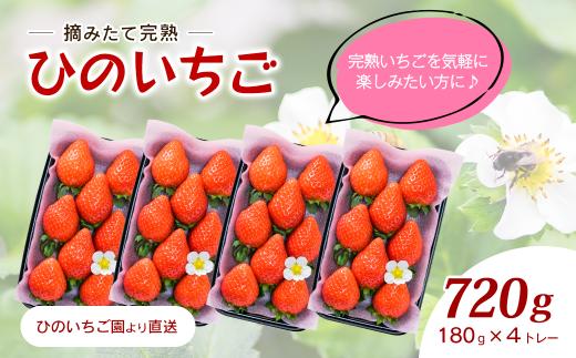 【先行予約】 いちご 摘みたて 完熟いちご 「ひのいちご」（約180ｇ×4トレー）  愛媛県西条市産 【11月下旬～2027年4月発送】 ｜ いちご 苺 完熟 農家直送 産地直送 果物 くだもの フルーツ 野菜 いちご イチゴ 愛媛県産 おすすめ 人気 お取り寄せ 送料無料 贈答 ギフト ひのいちご園