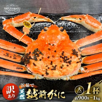 ふるさと納税 美浜町 《11月発送》はるか丸が厳選訳あり【越前がに大サイズ1杯】とれたて冷蔵でお届け